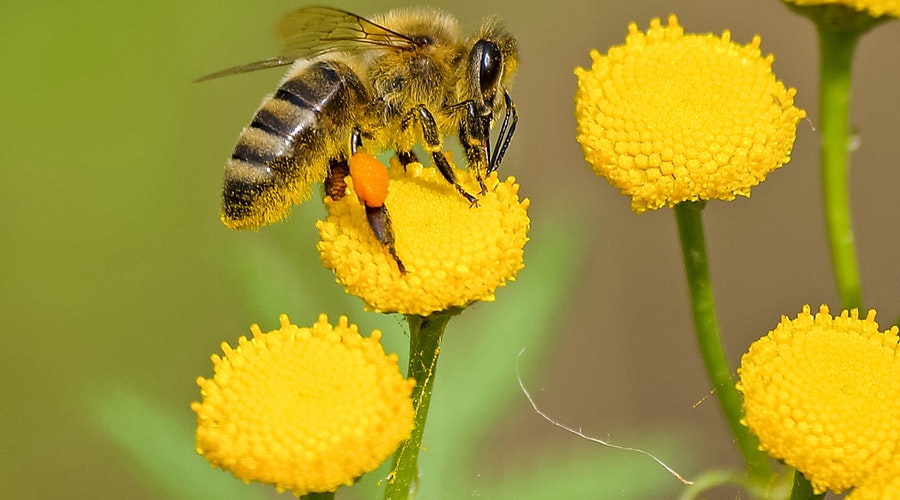 spreekbeurt-bijen