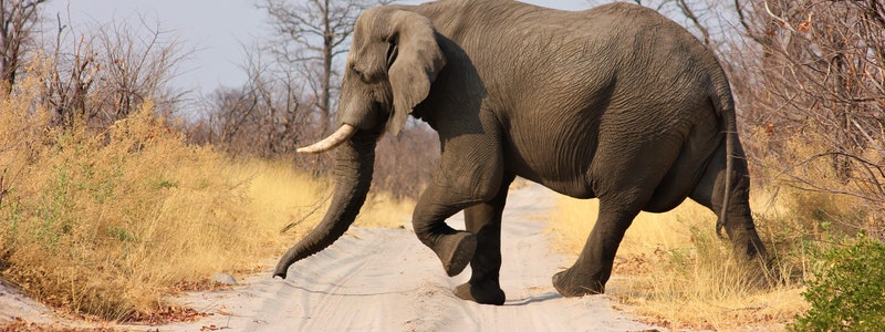 spreekbeurt-olifant