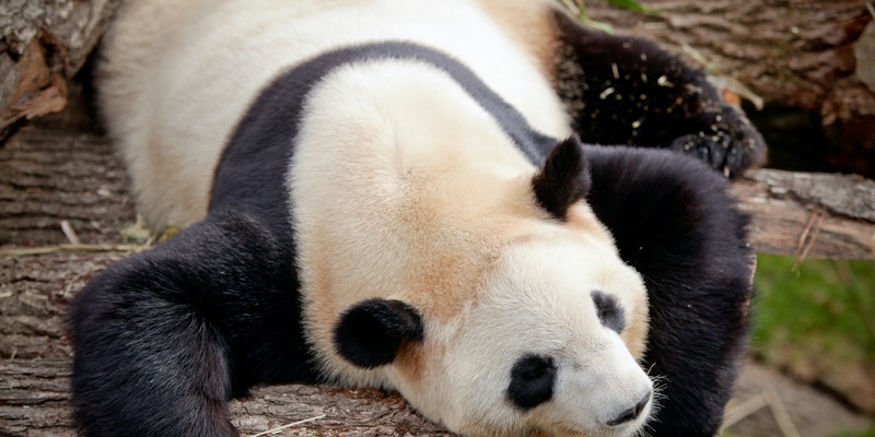 spreekbeurt-panda