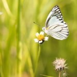spreekbeurt-vlinders