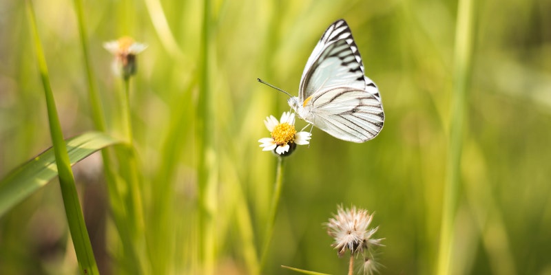 spreekbeurt-vlinders