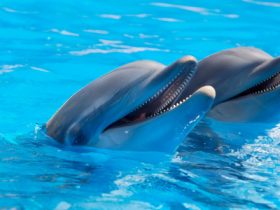 Spreekbeurt-dolfijn