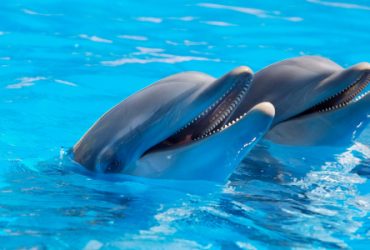 Spreekbeurt-dolfijn