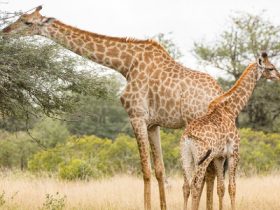 spreekbeurt-giraffe