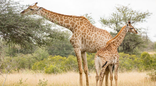 spreekbeurt-giraffe